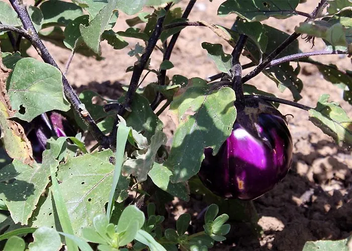 Alloggio per agriturismo Casafucciresort *